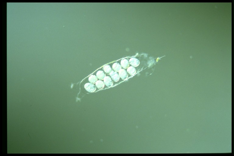 protist image