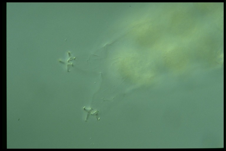 protist image