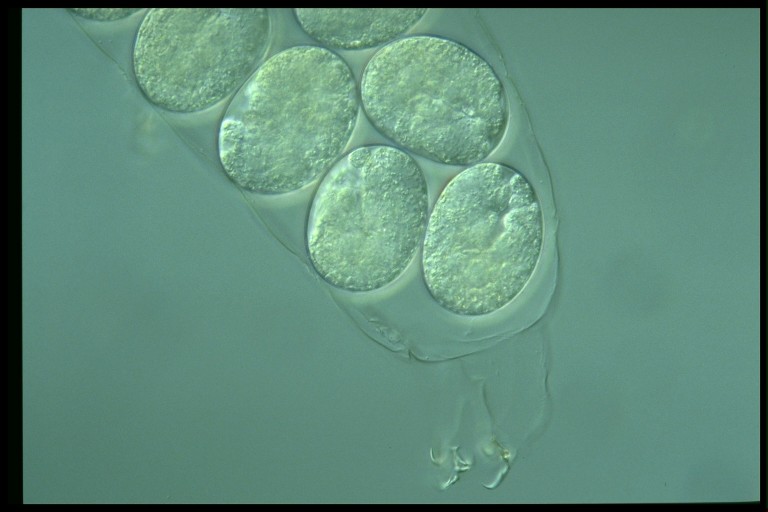 protist image