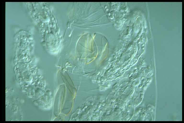 protist image