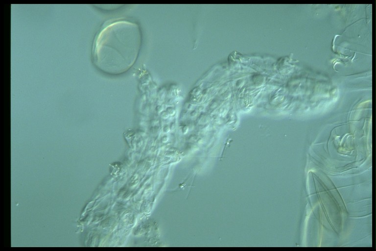 protist image