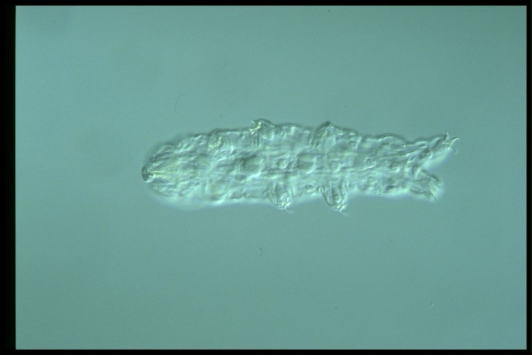 protist image