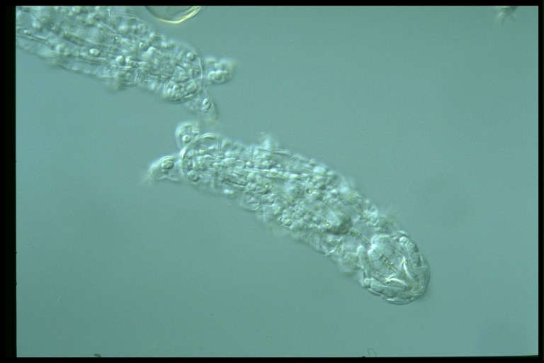 protist image