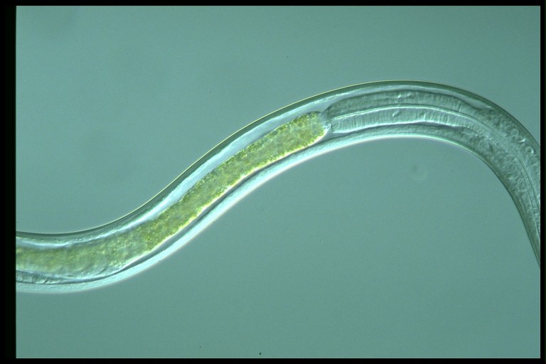 protist image