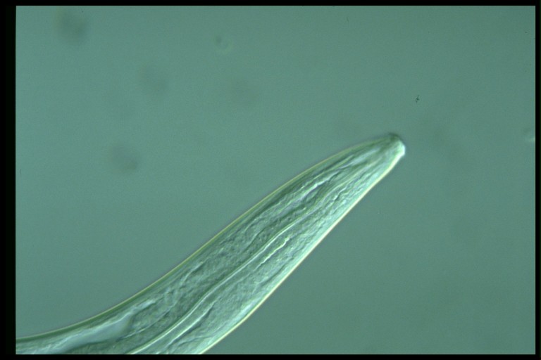 protist image