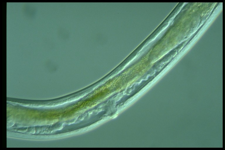 protist image