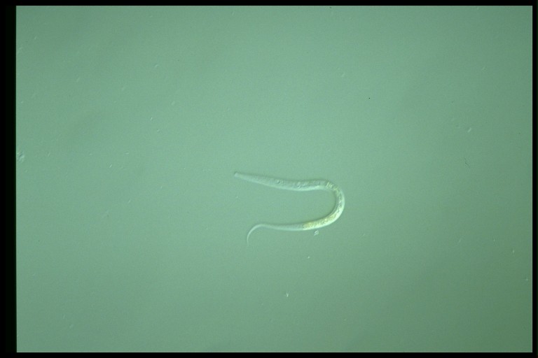 protist image