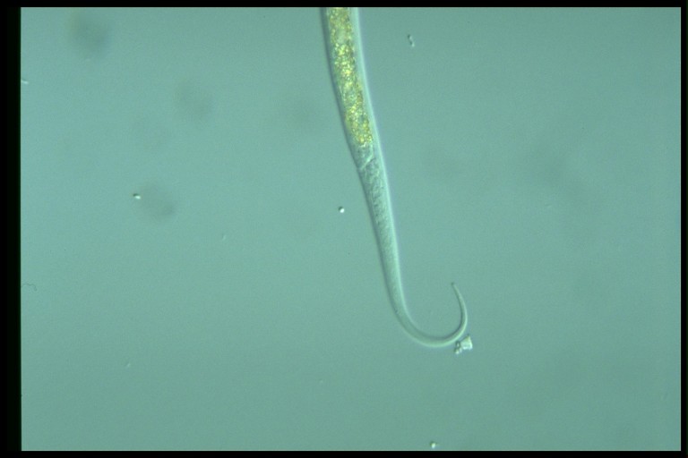 protist image