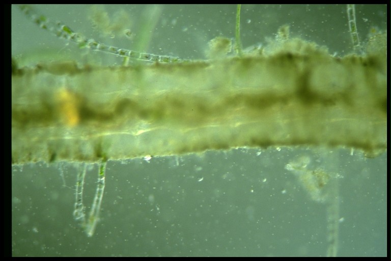 protist image