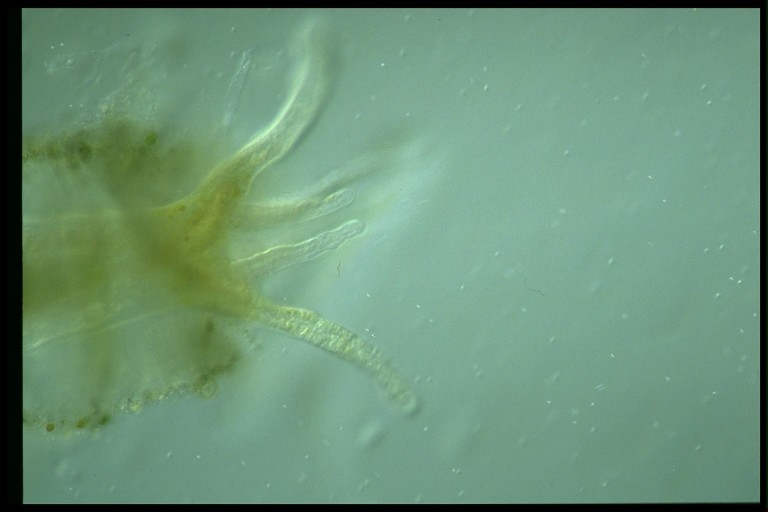 protist image