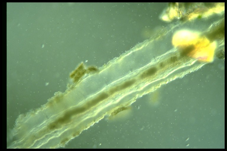 protist image