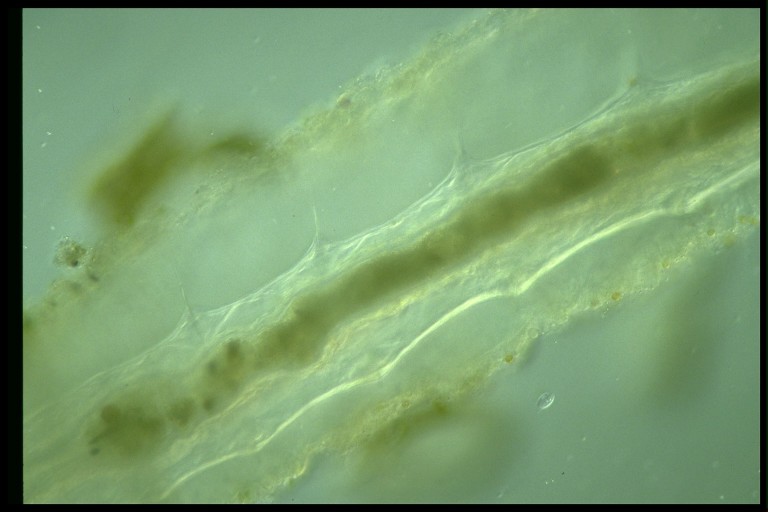 protist image