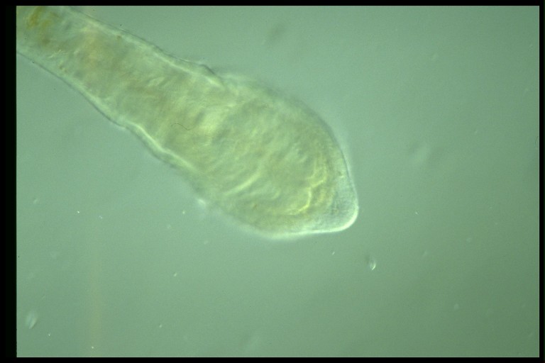 protist image