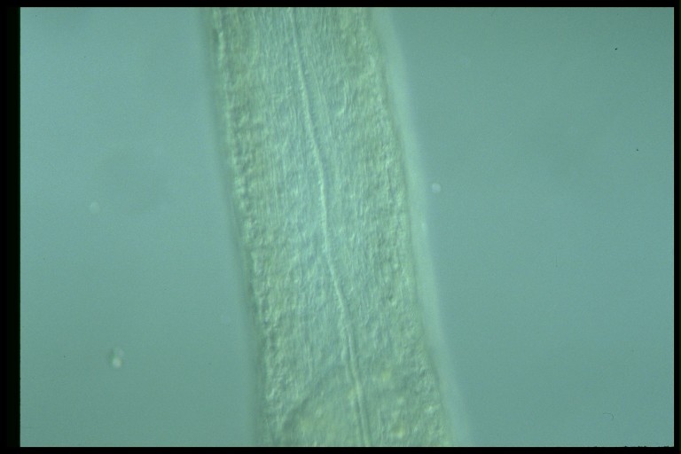 protist image