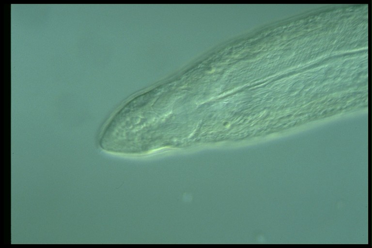 protist image