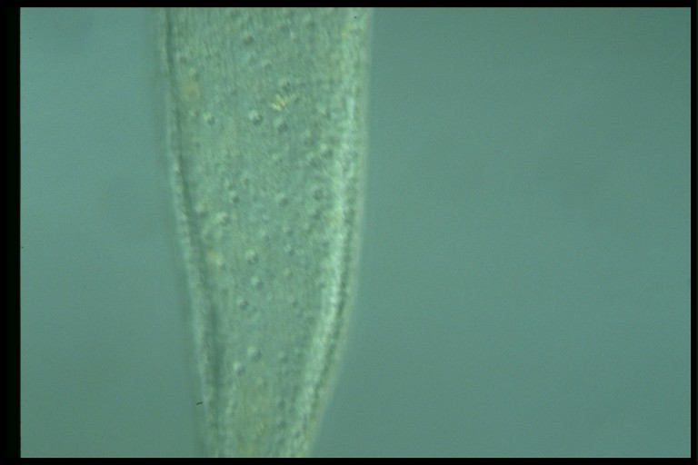 protist image