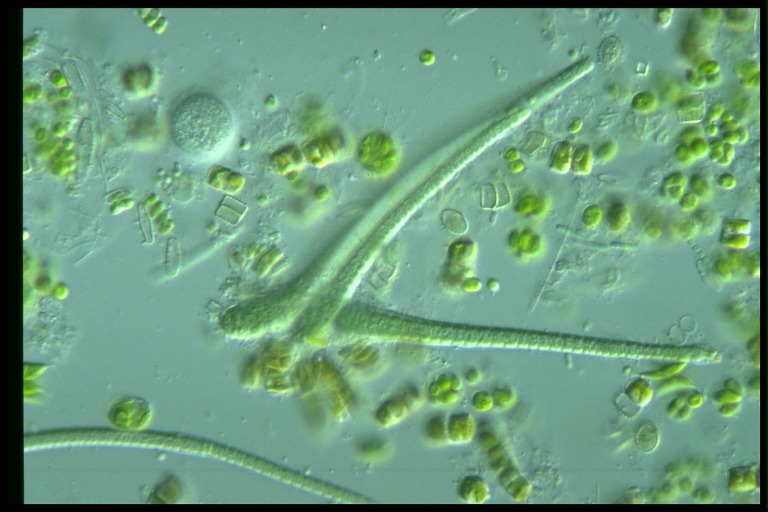 protist image