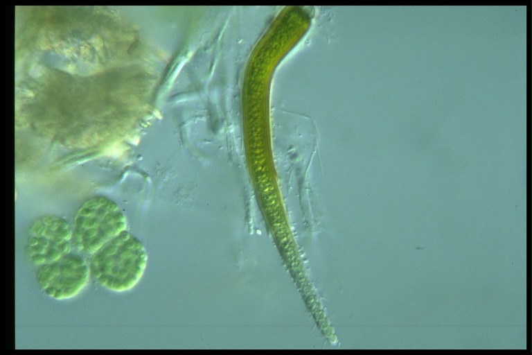 protist image