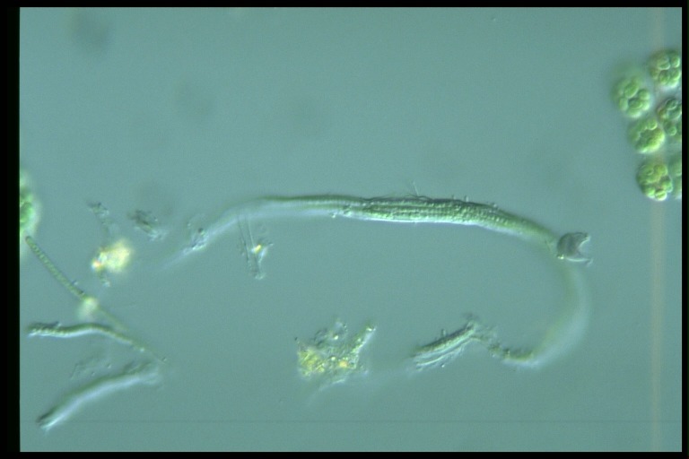 protist image