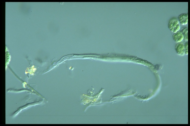 protist image