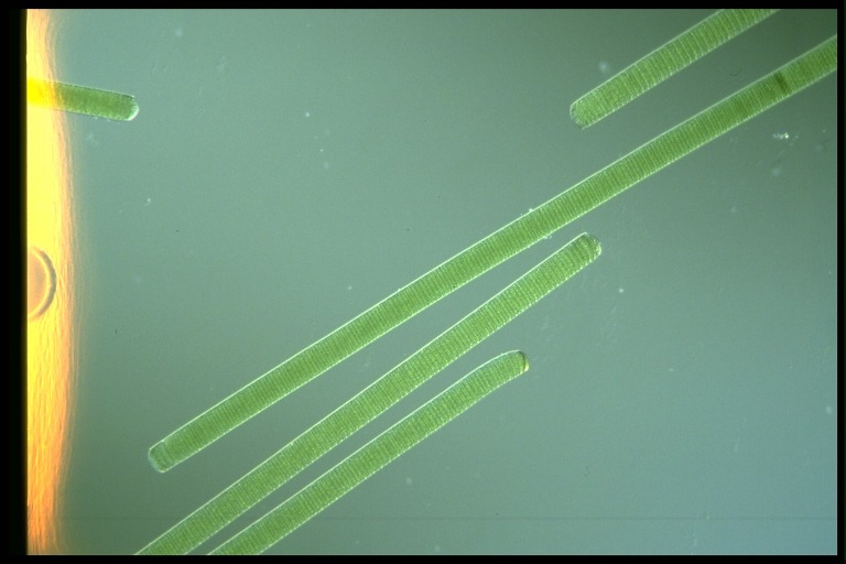 protist image