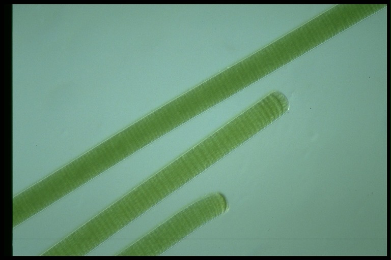 protist image