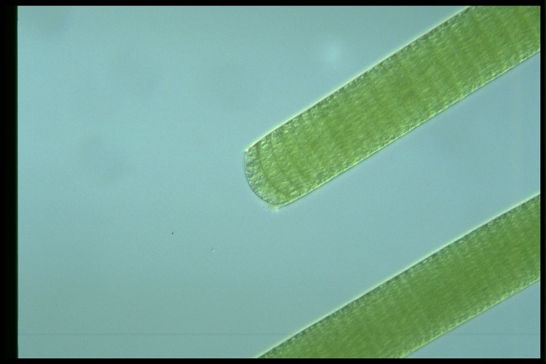 protist image