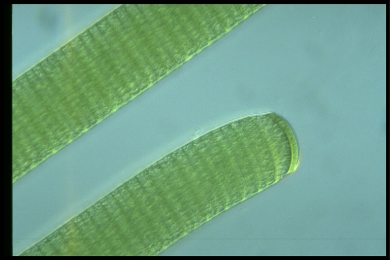 protist image