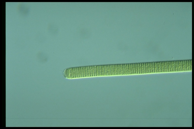 protist image