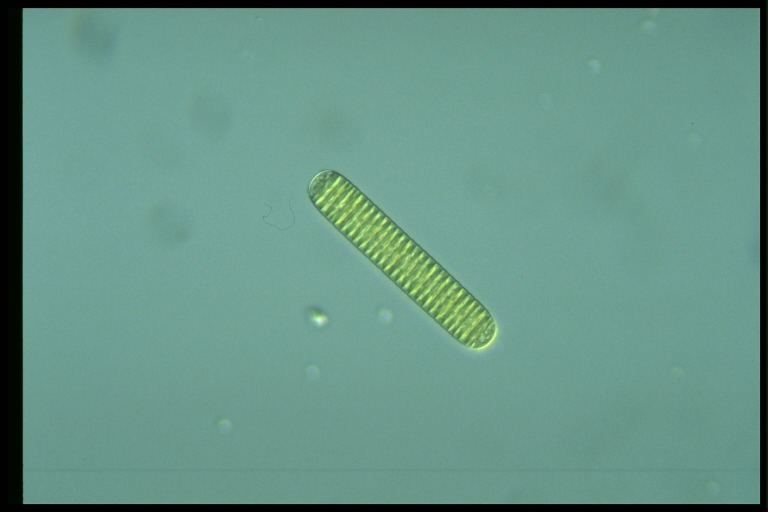 protist image