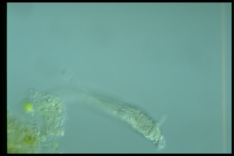 protist image