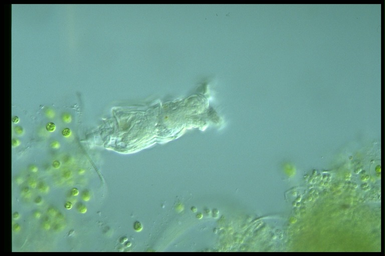 protist image