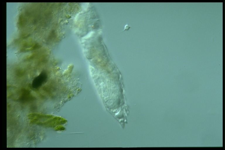 protist image