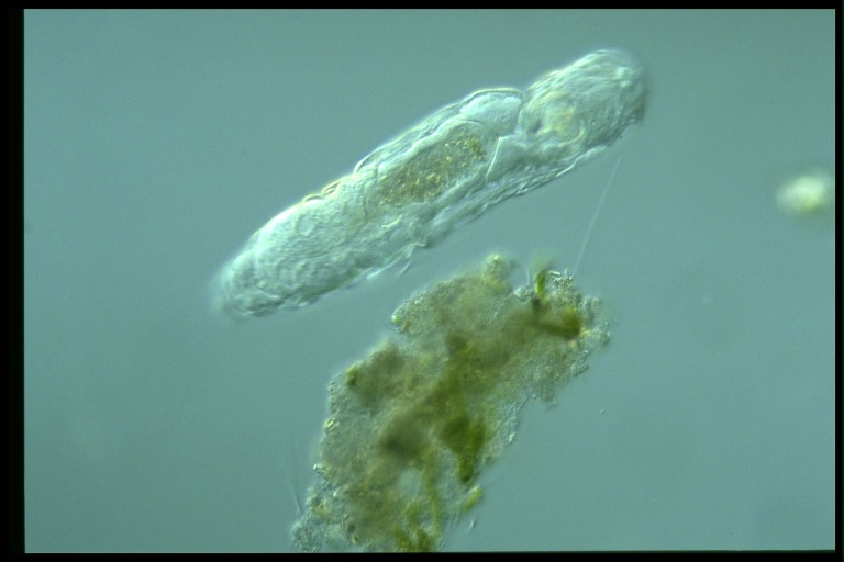 protist image