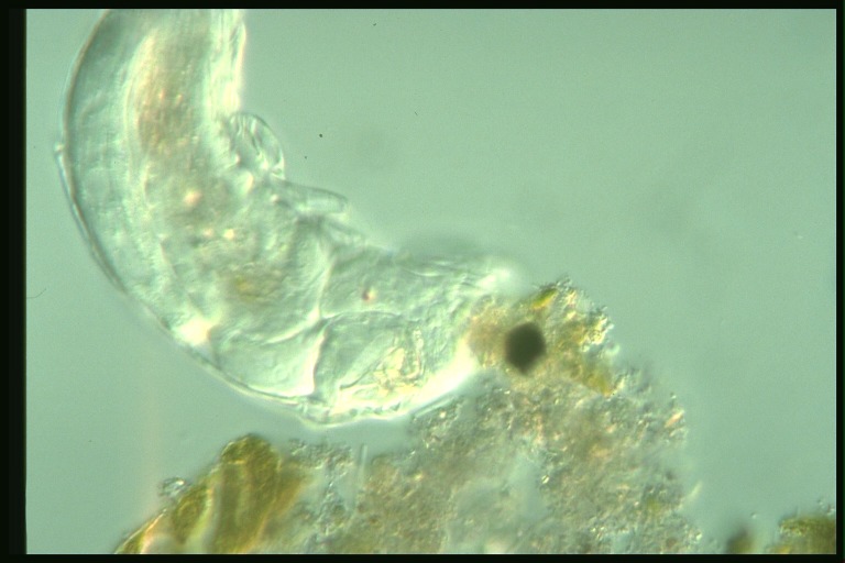 protist image