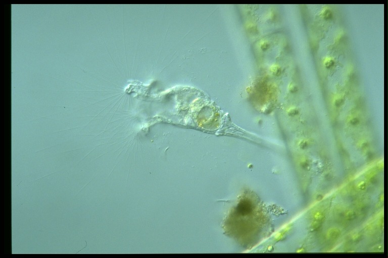 protist image