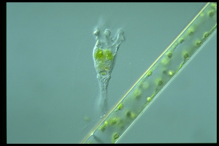 protist image