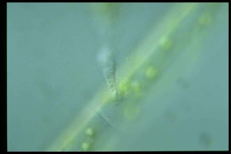 protist image