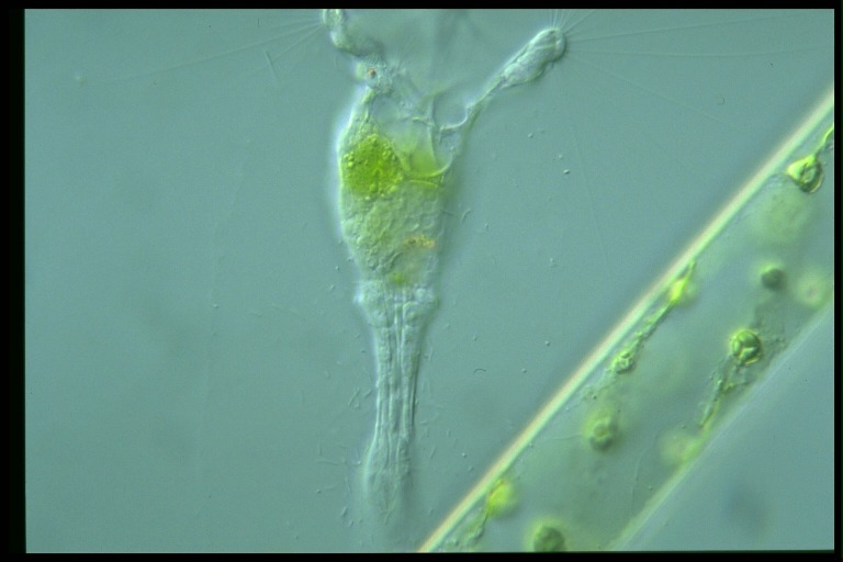 protist image