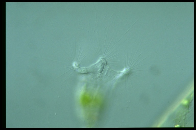 protist image