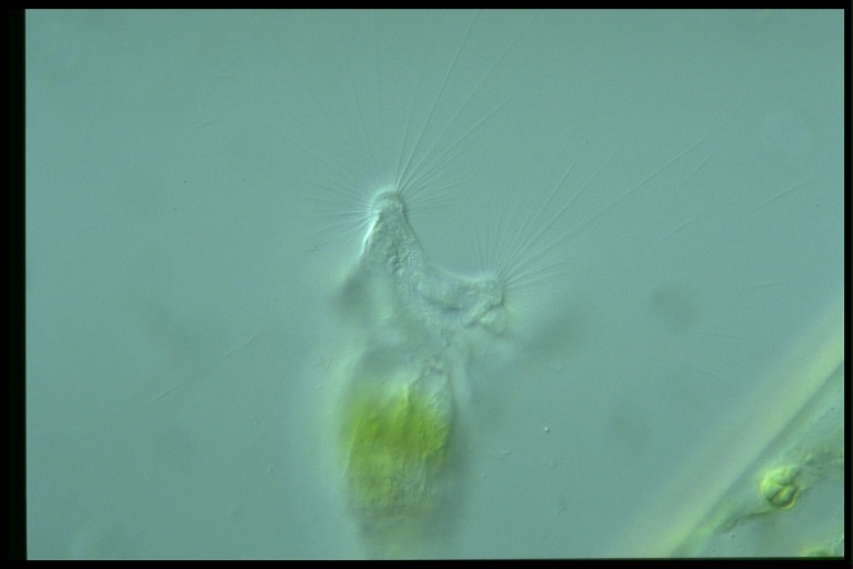 protist image