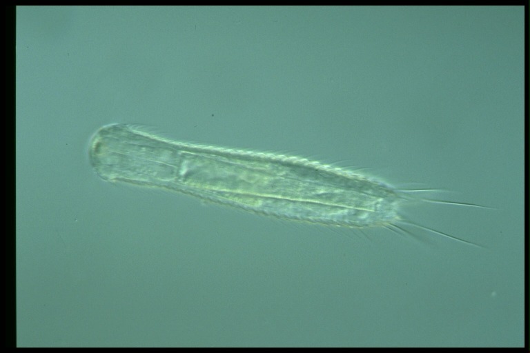 protist image