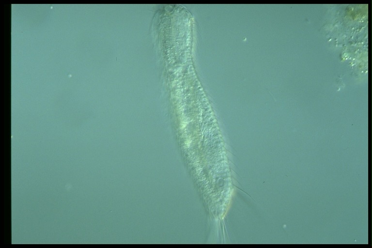 protist image