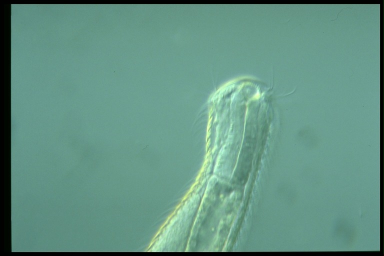 protist image