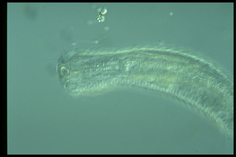 protist image