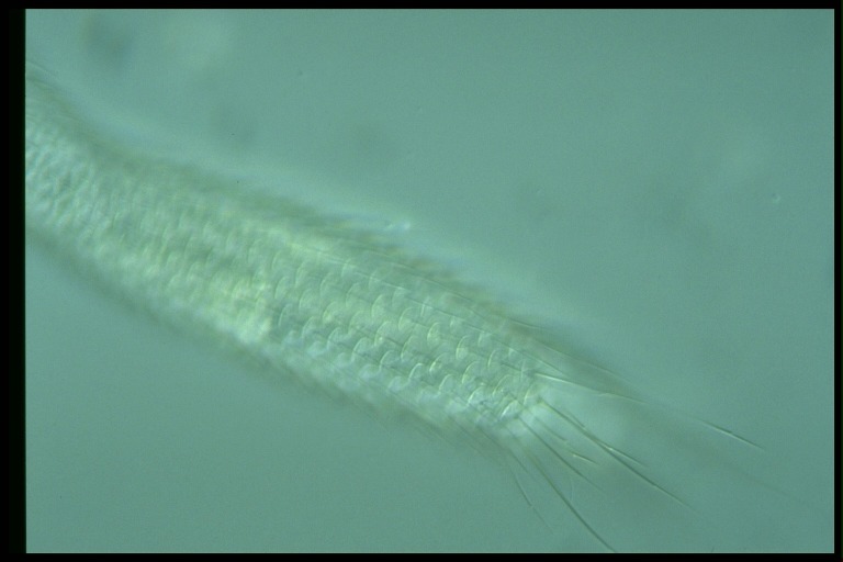 protist image