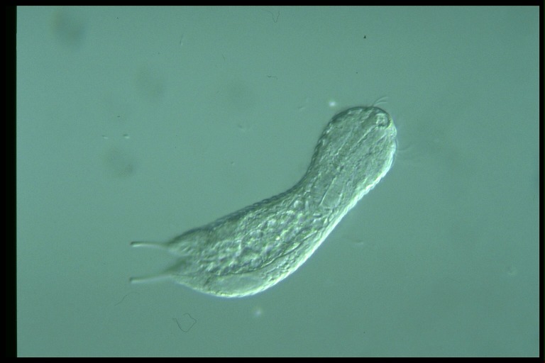 protist image