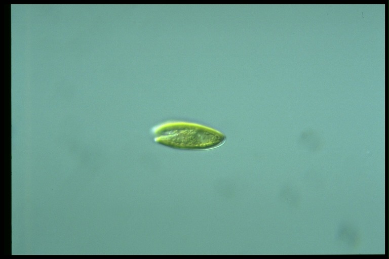 protist image