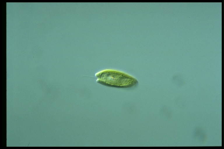 protist image