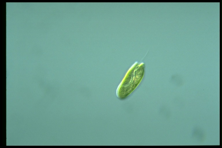 protist image